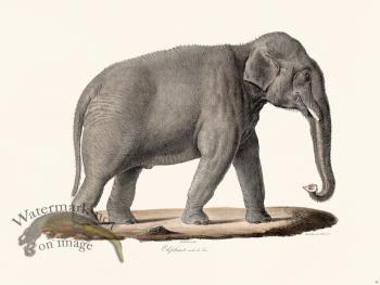 Cuvier 087 Male Elephant